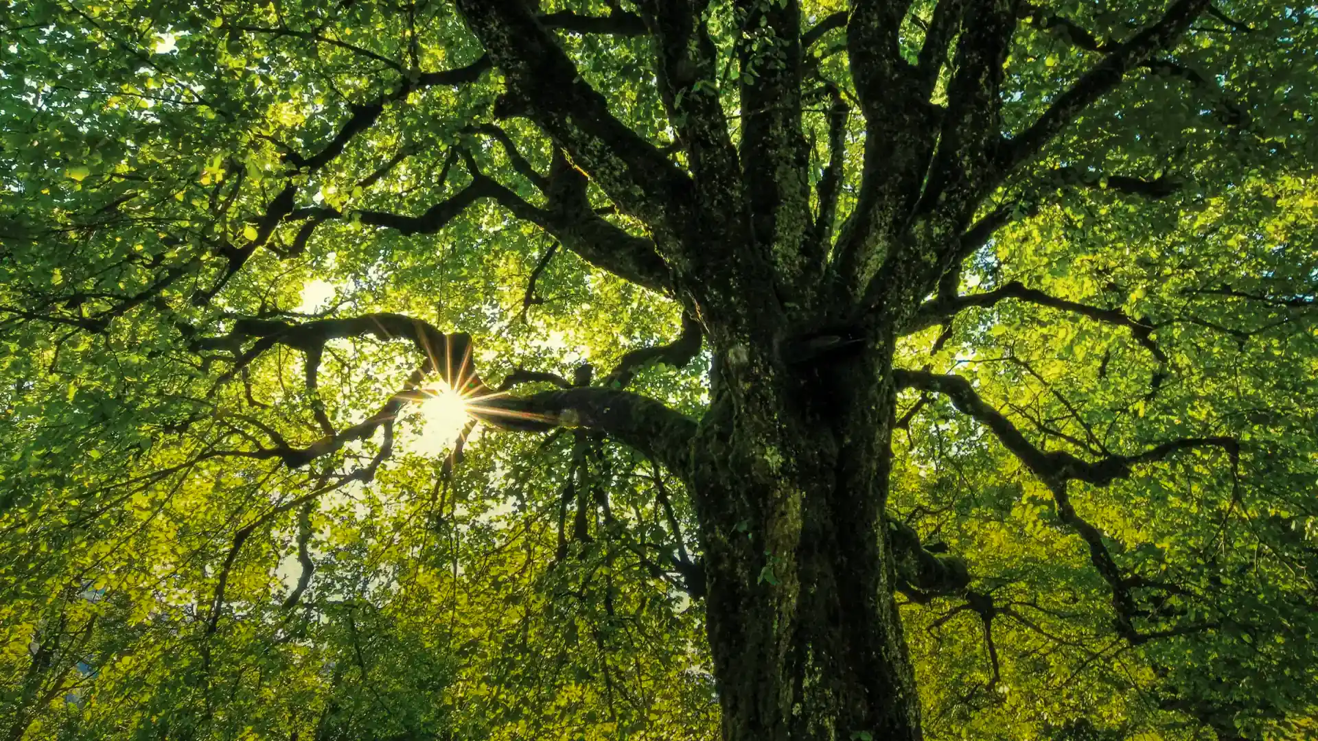 Stay Green – Nachhaltigkeitskonzept Suite Residenz Frankfurt